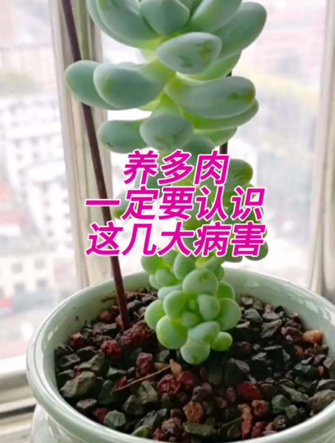 新手养多肉,一定要了解多肉植物的各种病害问题,让你轻松养肉肉