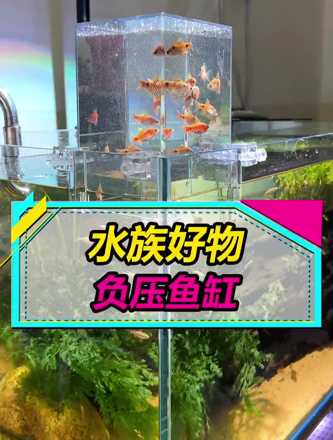 让鱼儿游得更高,负压鱼缸,2种排气方法,你会选哪种?
