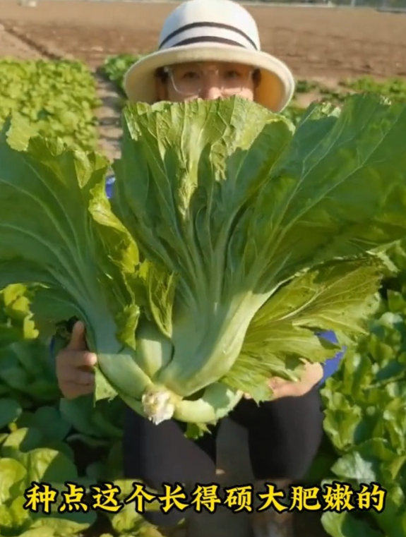 这种“甜芥菜”,常被误成甘蓝,腌咸菜、梅干菜都是用它做的!