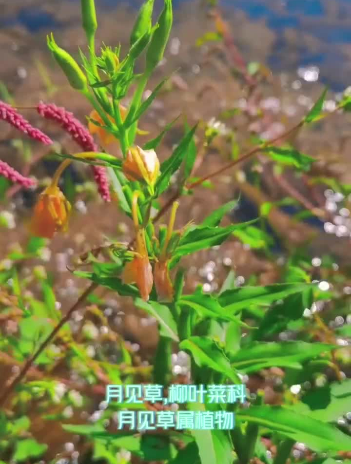 月见草,柳叶菜科月见草属植物,也叫山芝麻,晚樱草植物科普