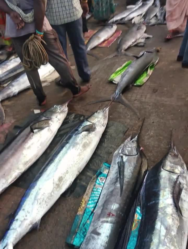 你没见过的印度海鲜市场,这些名贵的鱼就摆在地上