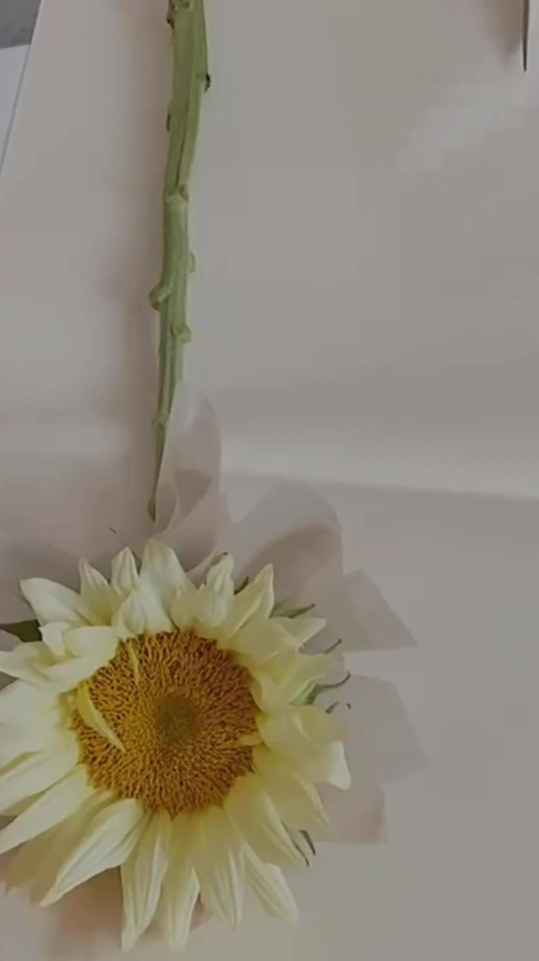 奶油向日葵花束包装