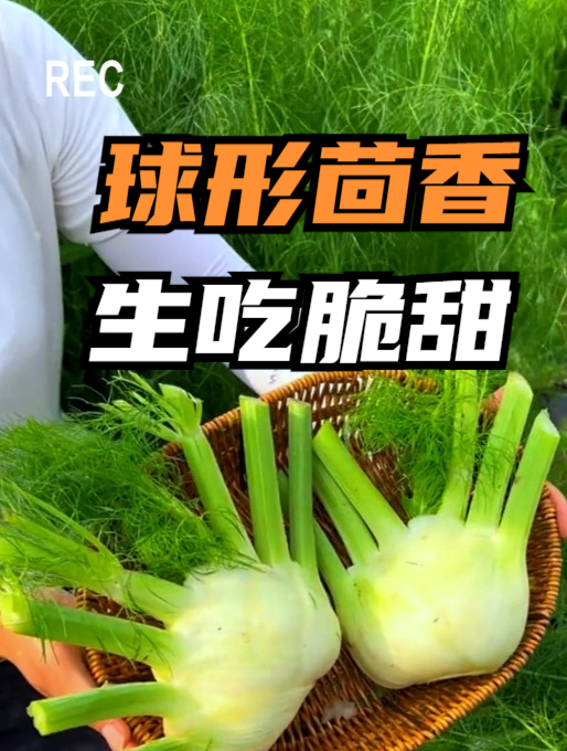 你没见过的蔬菜之“球茎茴香”,这可不是辣疙瘩,浑身都是宝!