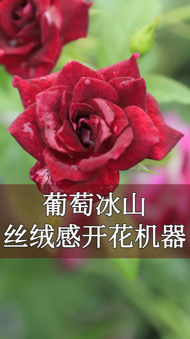 「惠惠的花园」月季葡萄冰山,丝绒质感开花机器!