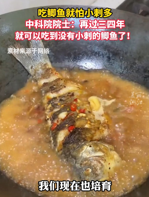 吃鲫鱼怕刺多?中科院院士桂建芳:再有三四年,就能吃上没有小刺的的鲫鱼了!