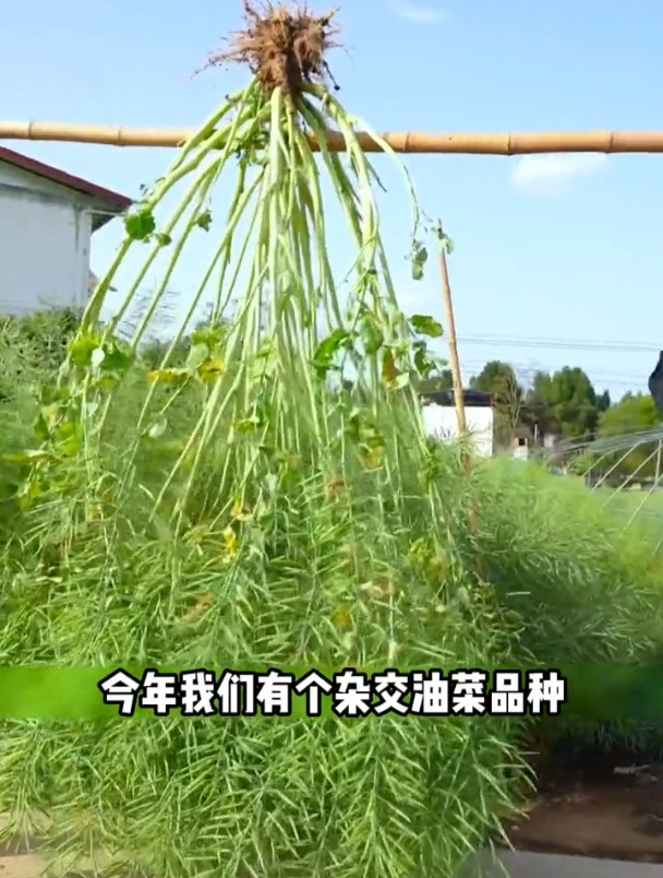 新品种菜籽,果荚大颗粒饱满,出油高,抗病抗倒,农业种植风潮!