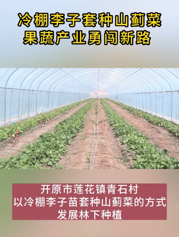 冷棚李子套种山蓟菜 果蔬产业勇闯新路