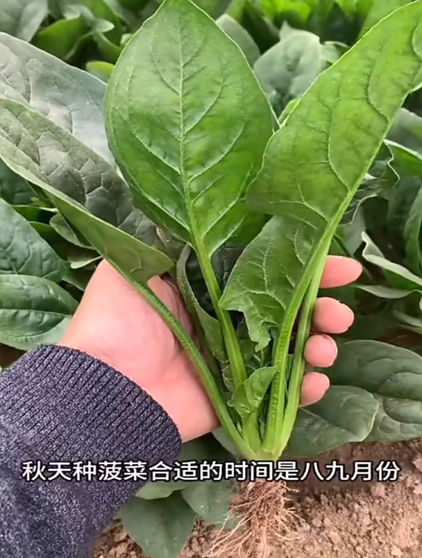 如何种好秋天的头茬菠菜?播种前,种子泡水12个小时,利于出苗