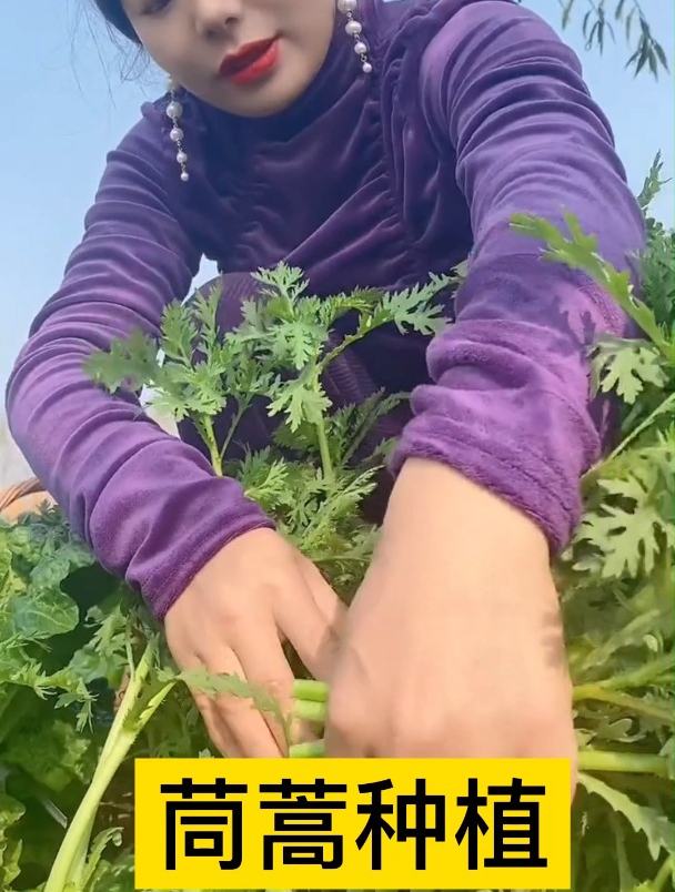 茼蒿菜怎么种植?只需注意这2步,是高产的关键所在!