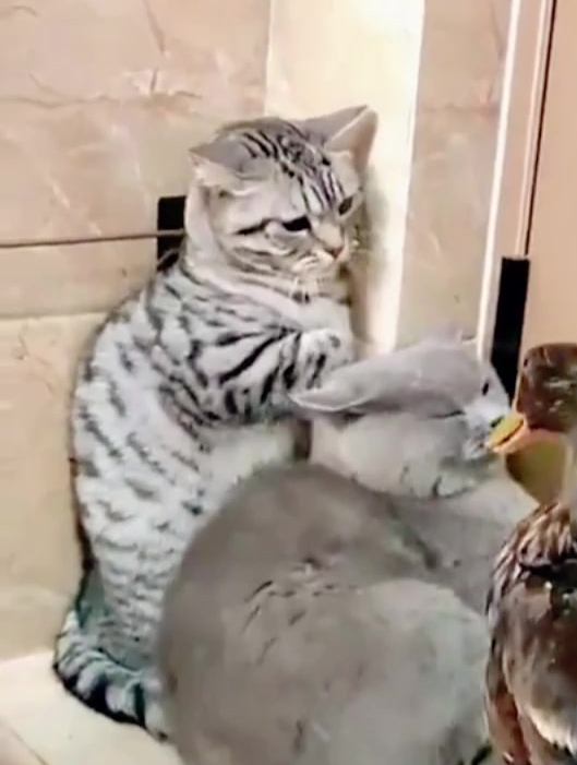 猫:死鸭子嘴硬,活鸭子嘴更硬