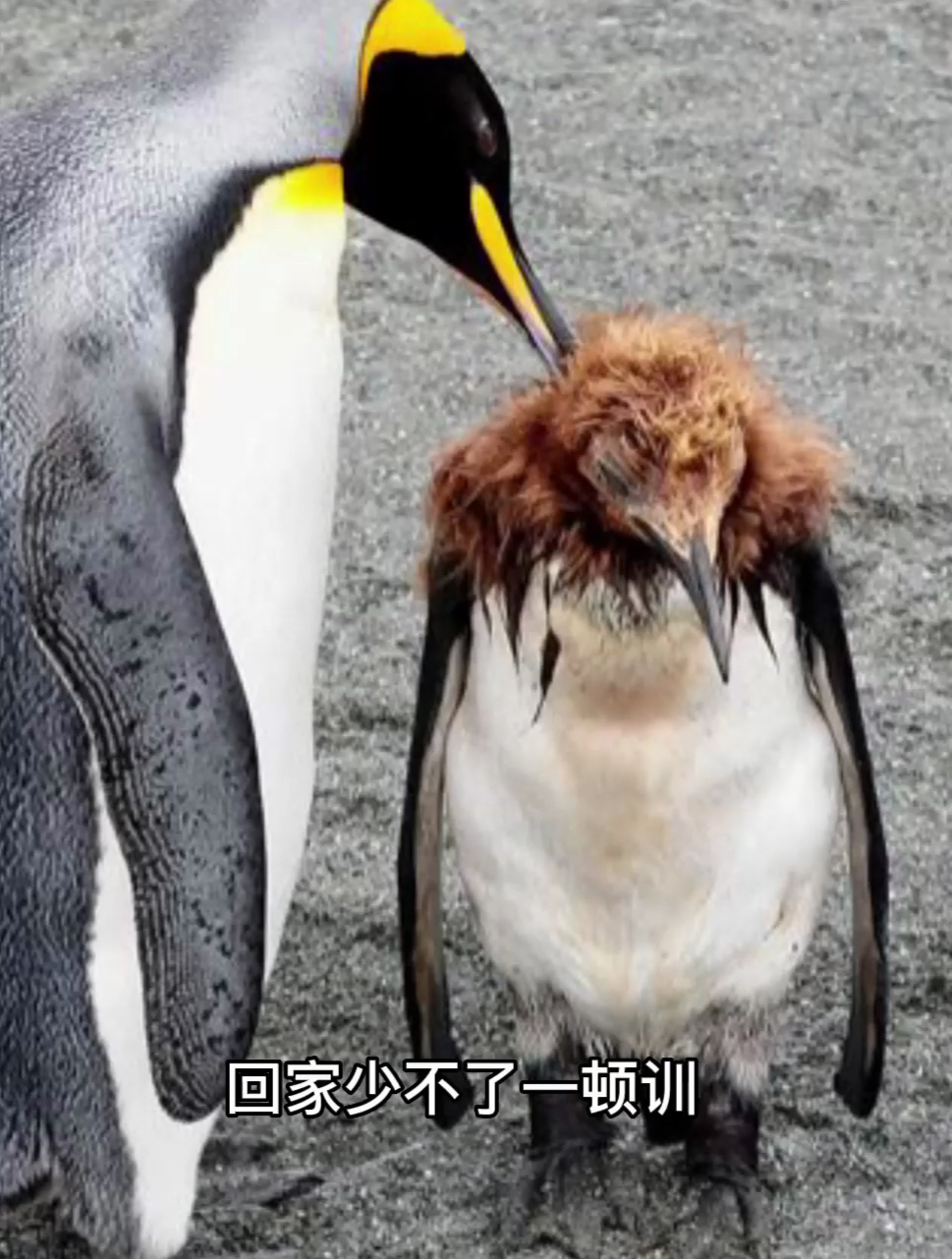 为何企鹅家族一换毛,南极大陆就一片哀嚎?