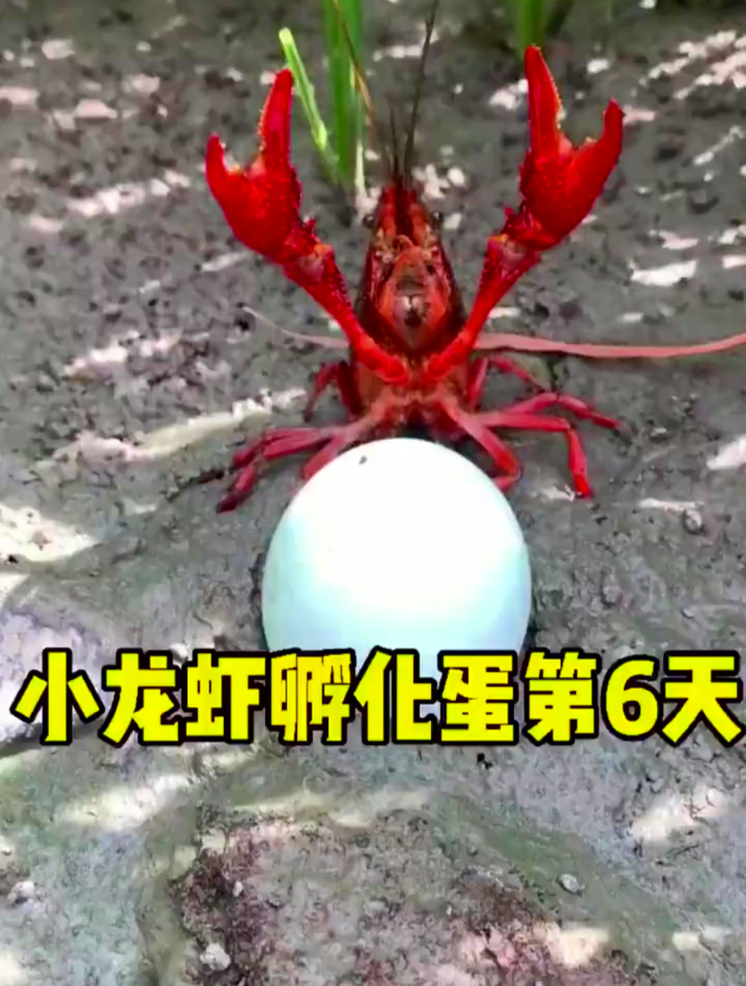 小龙虾孵化蛋第6天,越来越有感觉了!