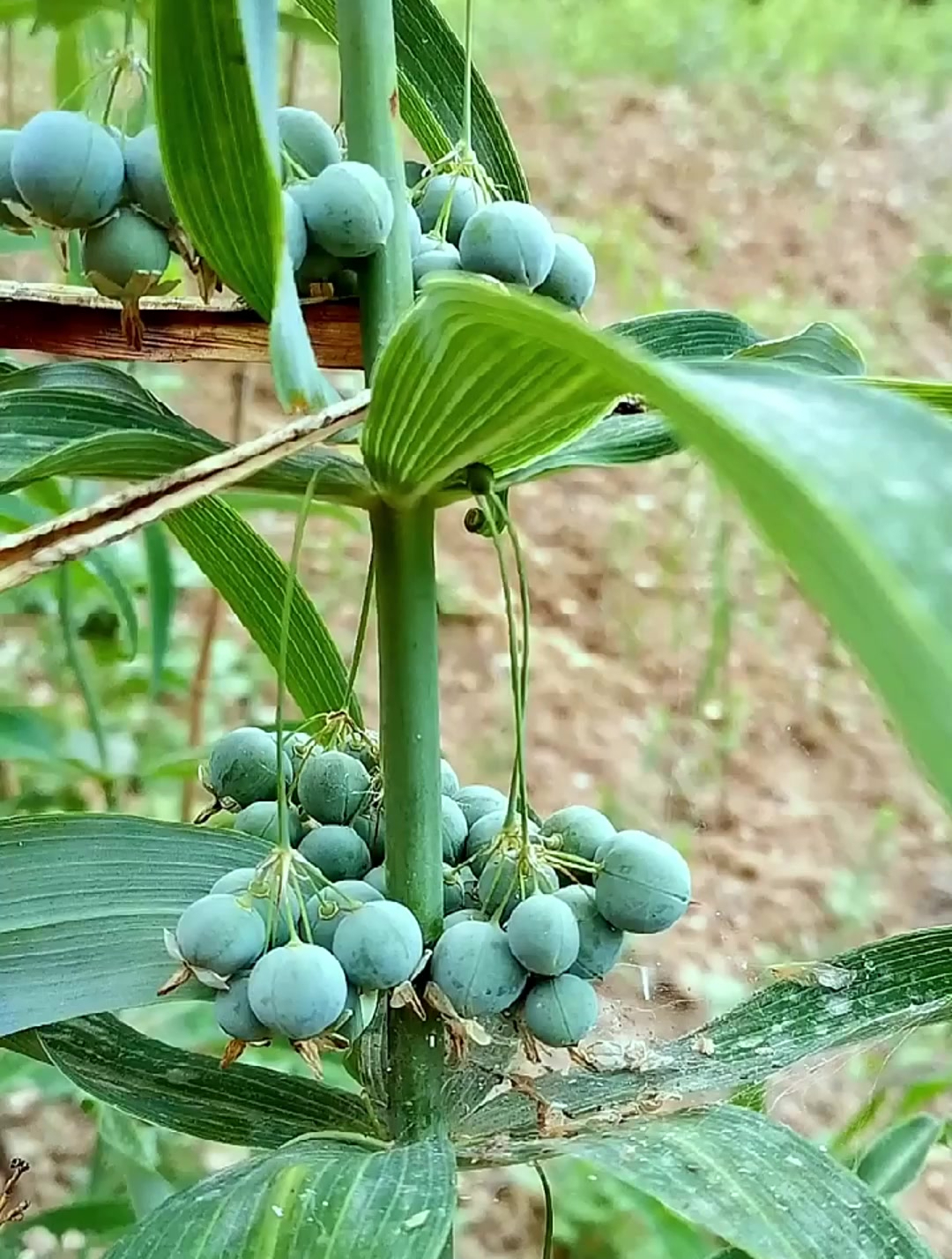 本草纲目把它列为草部之首,为补之圣品,你认识这种鸡头黄精吗?