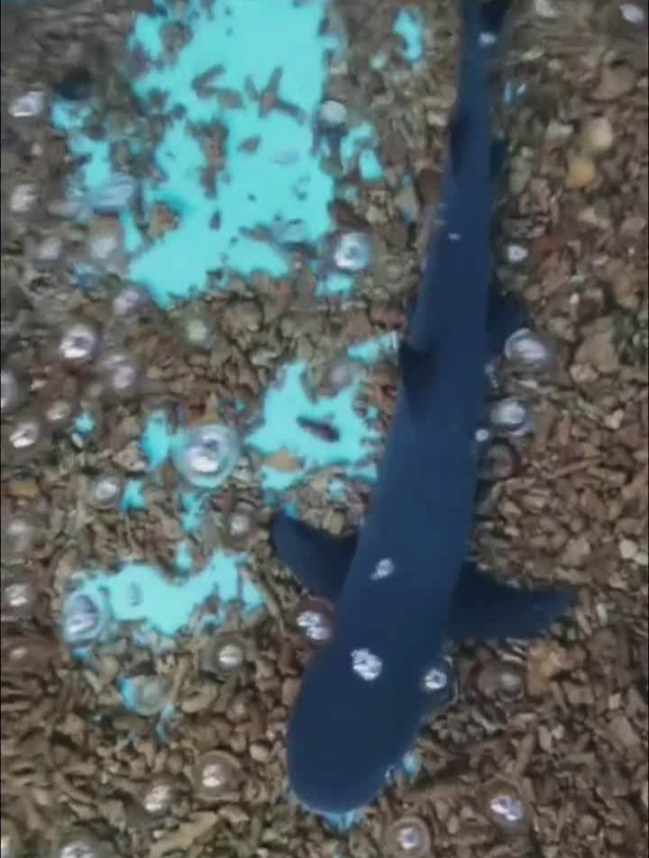 今天在鱼场给大家介绍鲨鱼品种,尺寸,饲养缸的规格鲨鱼鱼场