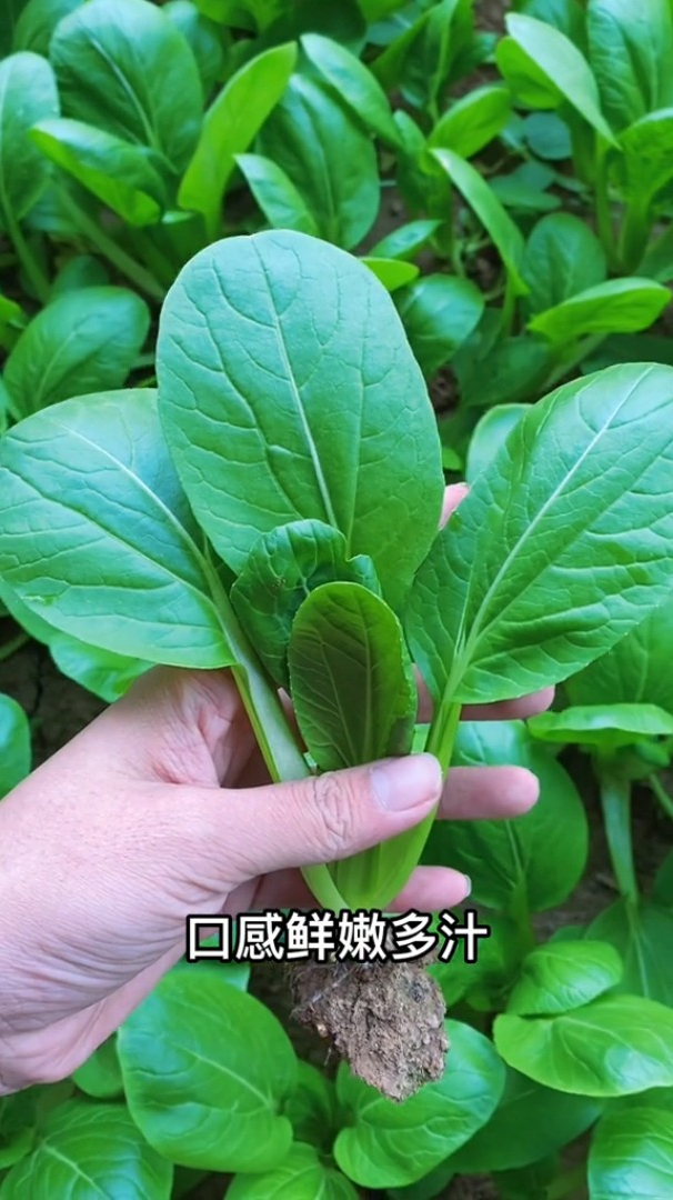 速生鸡毛菜这样做你知道吗