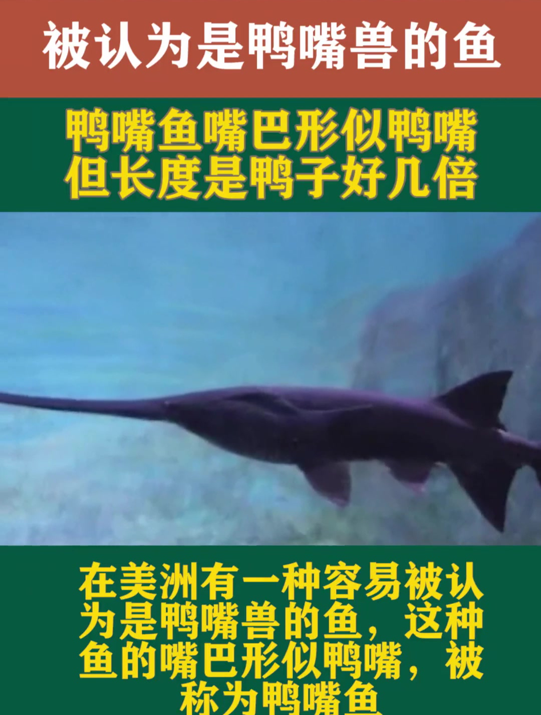 易被认为是鸭嘴兽的鱼,鸭嘴鱼嘴巴形似鸭嘴,但长度是鸭子好几倍
