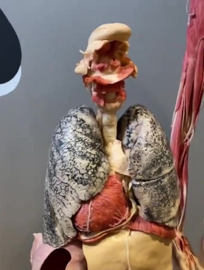 科普知识:从舌头到直肠的人体内脏结构
