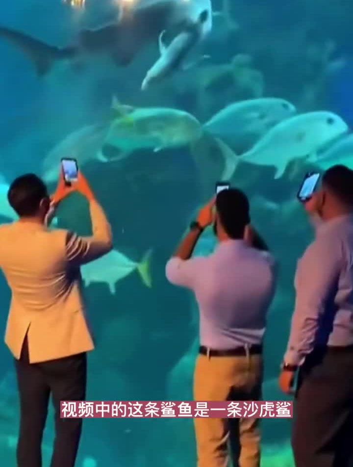 回答粉丝提出视屏中的鲨鱼叫什么名字
