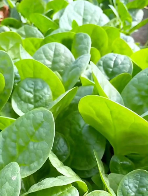 教你这么种大叶木耳菜,3到5天就出苗,1个月就能采收!