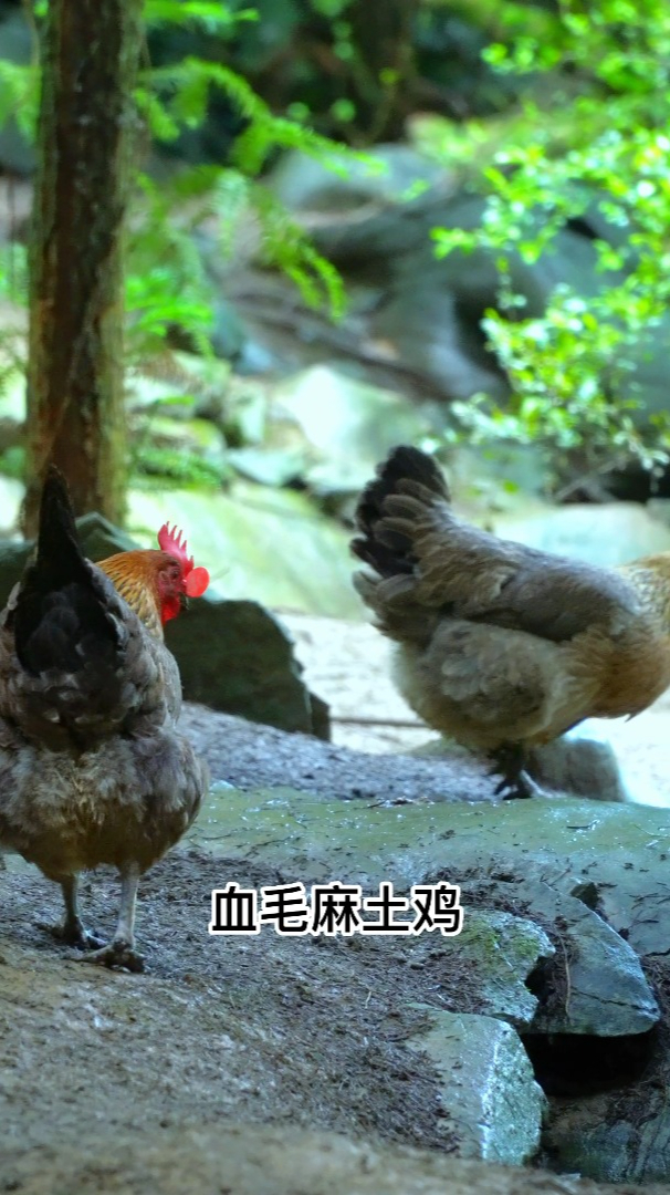 半亩鸡品种——血毛麻土鸡
