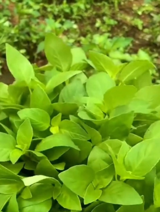 口感清香,营养丰富的“大叶荆芥”,它是和香菜一样的调味菜!