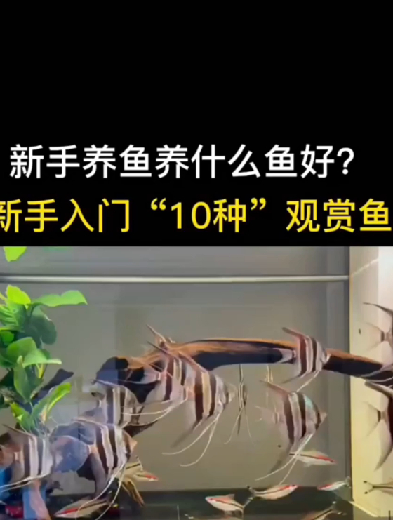 新手养鱼养什么鱼好呢?新物入门有“十种”观赏鱼可以养,适合你
