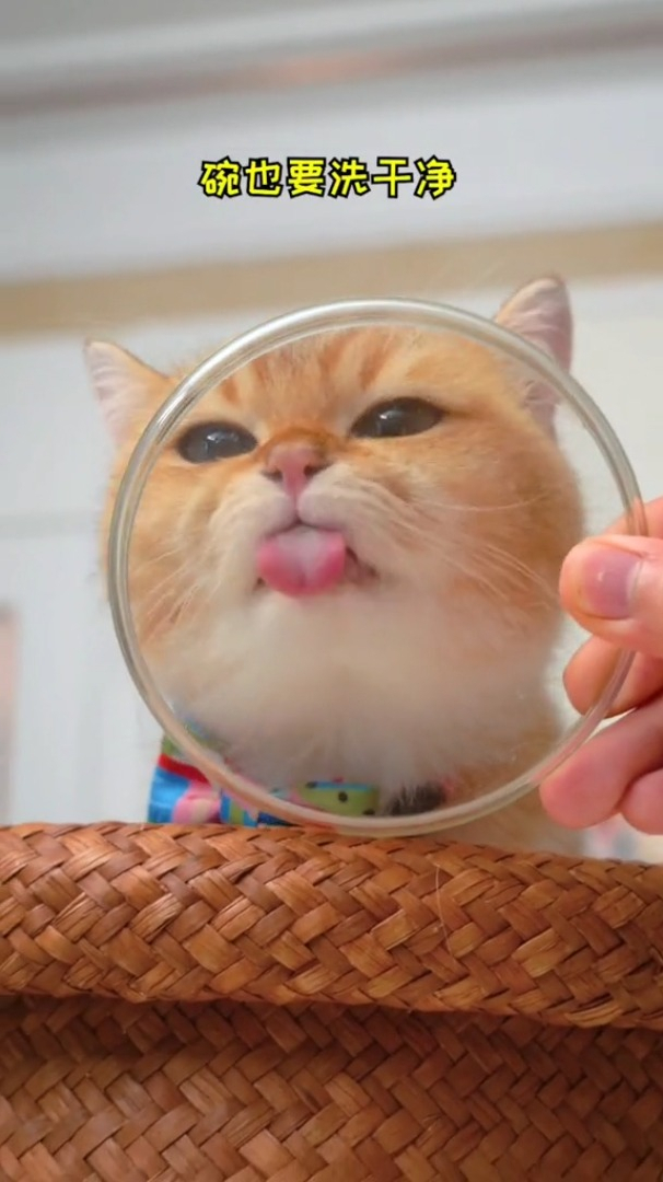 买了一周的肉肉,给猫猫做生骨肉