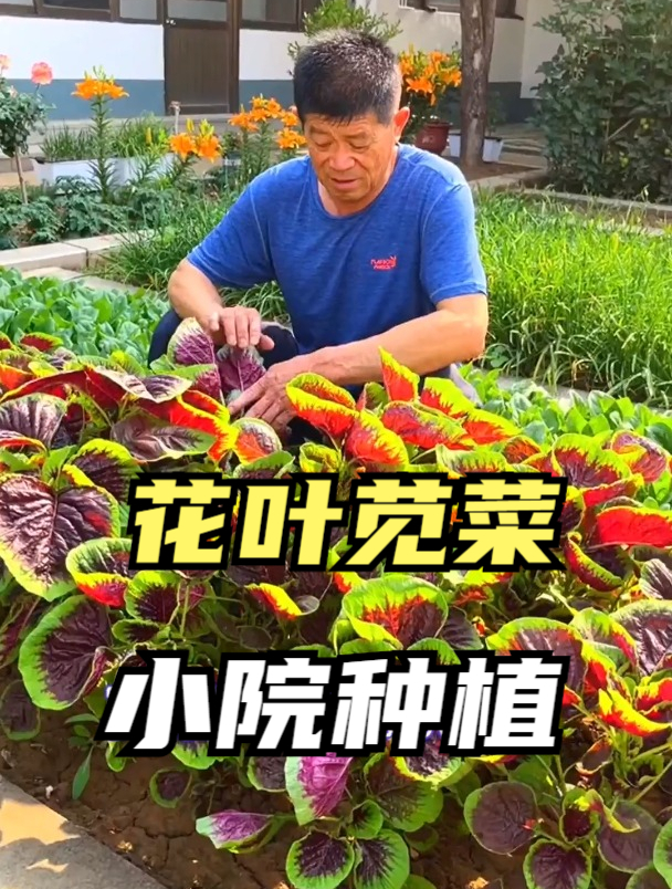 有着“长寿菜”之称的苋菜,也是女人的补血菜,夏天一定要来点