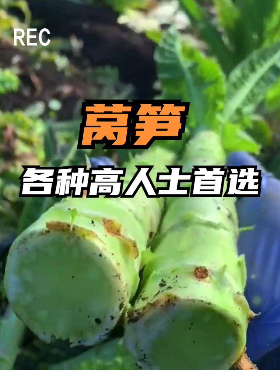 莴笋的种植“重点”在这里,老农告诉你别做错了,茎杆长得粗壮!