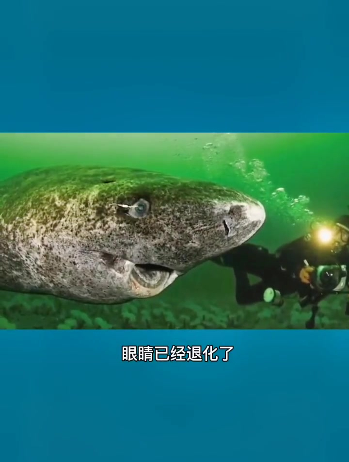 世界上最孤独的鲨鱼