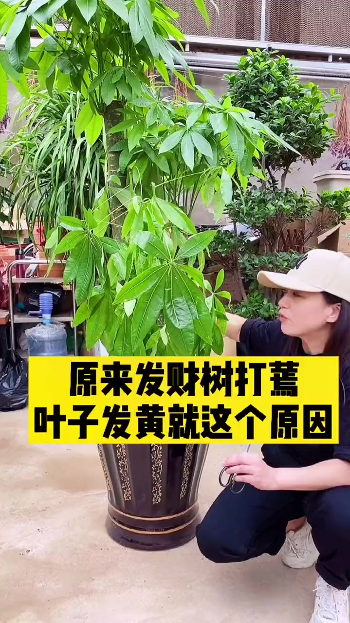 发财树叶片发黄打蔫是什么原因呢?