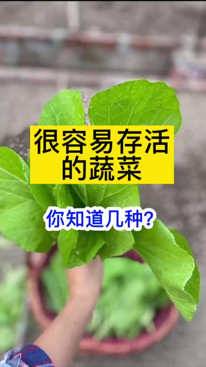 种菜小技巧,有机蔬菜