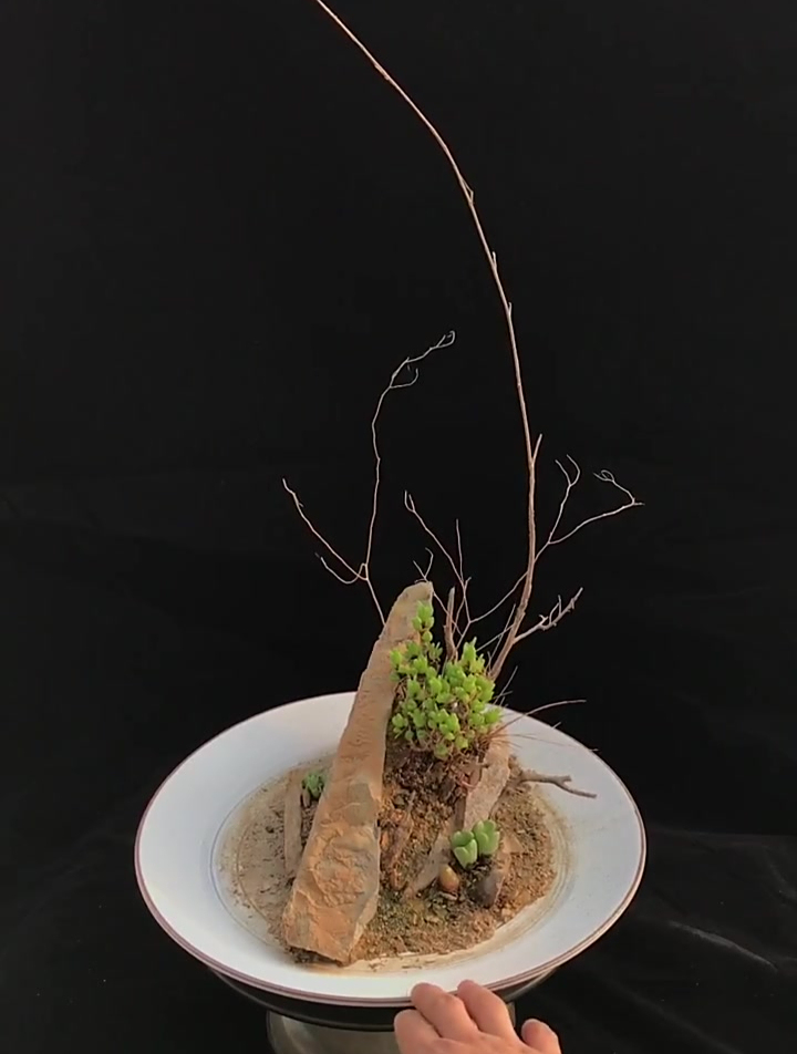 原创 插花式原生造景,多肉植物的生命力量