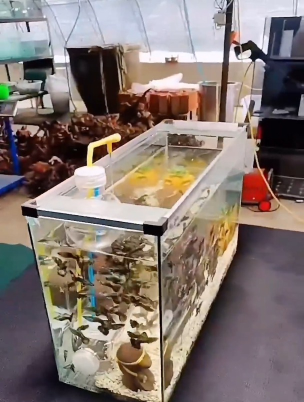 自制观赏鱼缸循环系统,你知道什么原理吗,水族观赏鱼