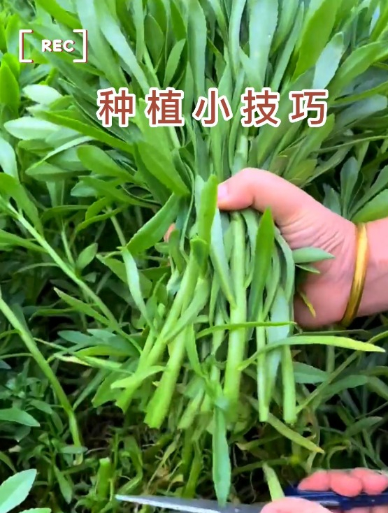 此“高钙菜”,埋上种子就疯长,营养价值高,现在吃正当季!