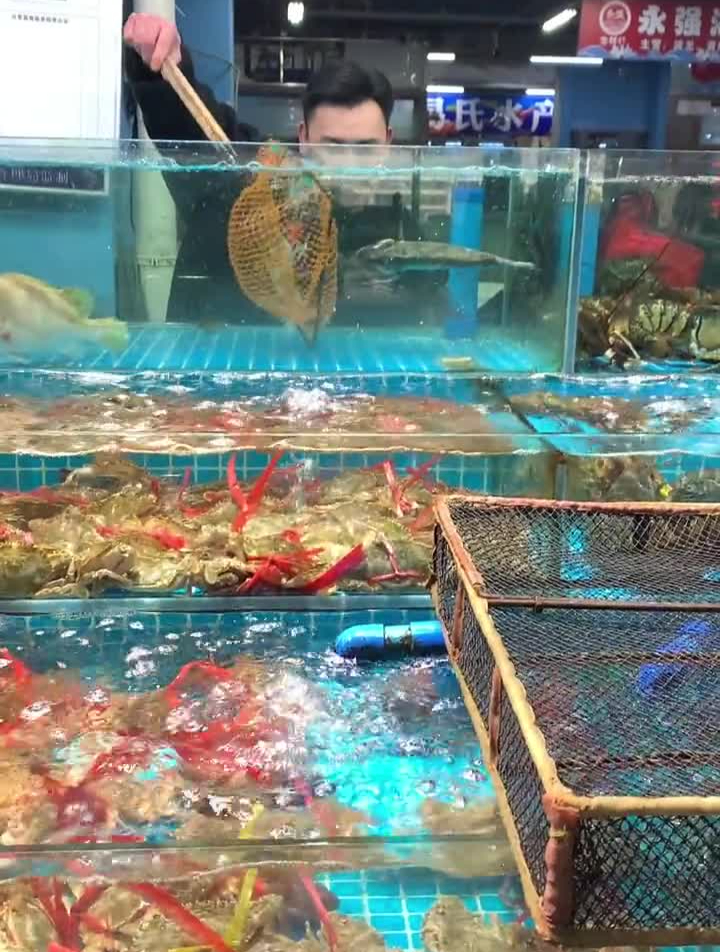白鳍鲨一口吞金鲷鱼金鲷鱼白鳍鲨养鱼日记