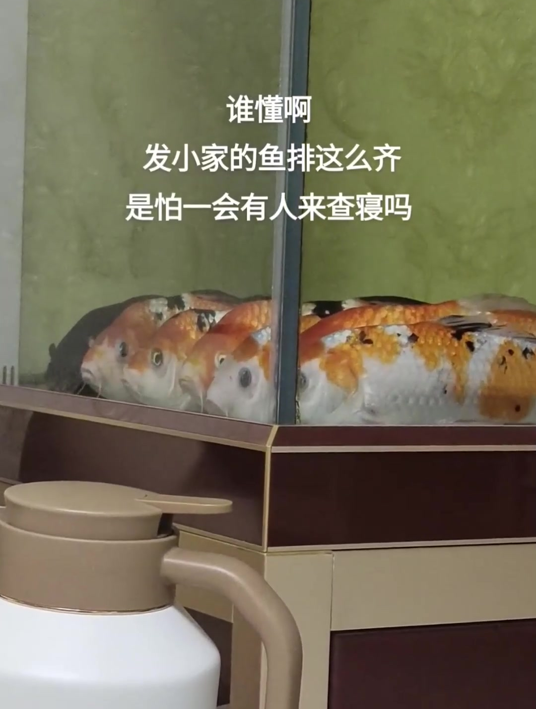 果然大学生养的鱼就是有素质