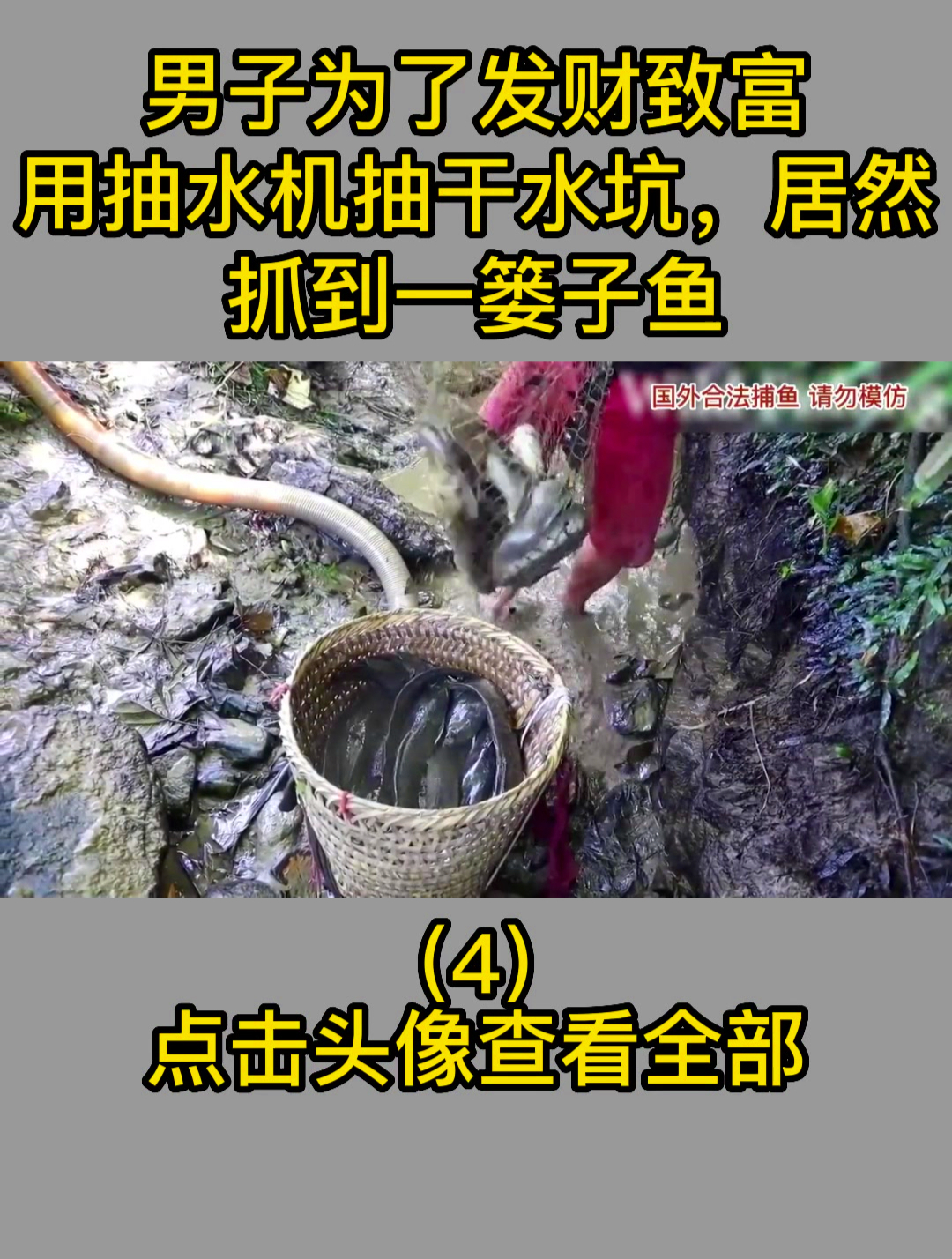 男子为了发财致富,用抽水机抽干水坑,居然抓到一篓子鱼4