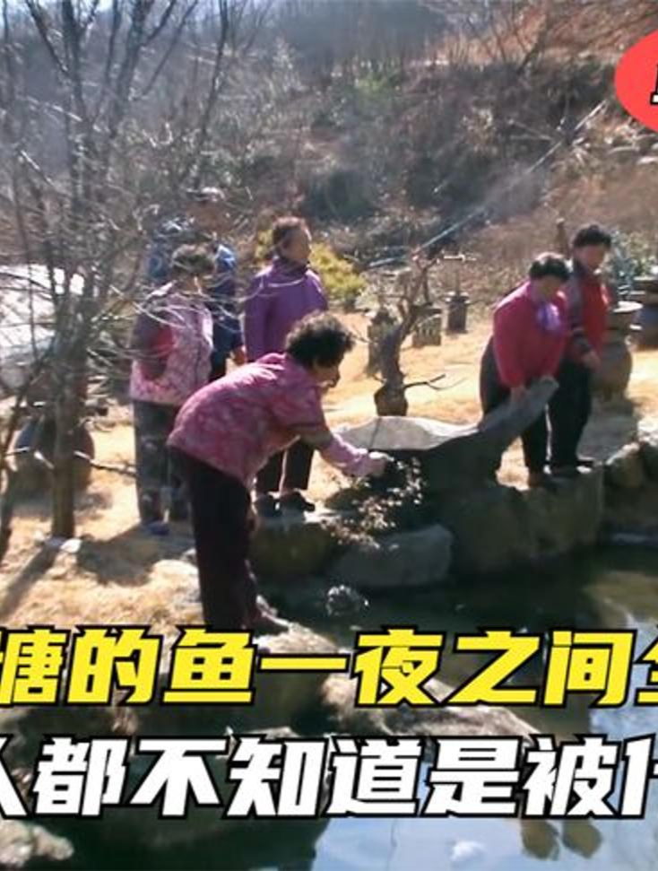 鱼塘的鱼一夜之间全部死去,主人都不知道是被什么咬死鱼塘怪事1