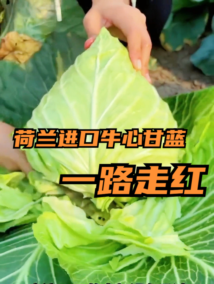 含有丰富营养的牛心甘蓝,如何保证产量和口感,不要忽视这3点