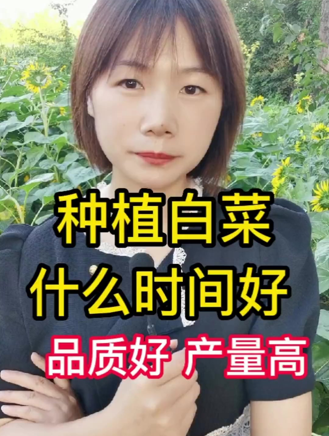 种植白菜,什么时间好,品质好产量高呢