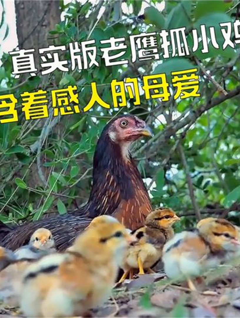 真实版老鹰抓小鸡,母鸡为了保护自己的孩子,顽强得与老鹰搏斗1