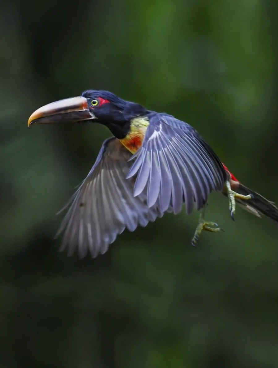 在亚马逊拍摄拍到了嘴巴非常的大,还长有锯齿的鸟,非常的漂亮