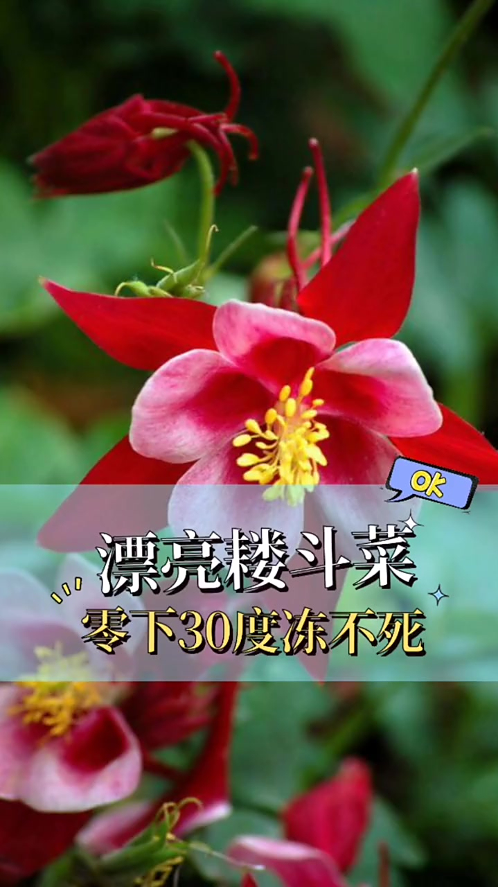 耧斗菜,零下30度冻不死,特别适合北方庭院种植,开花自带仙气