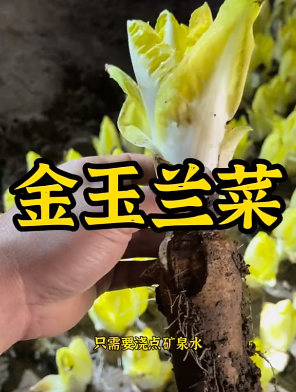 萝卜和白菜能长一起?是这个一颗传三代,吃完根还在的金玉兰菜!