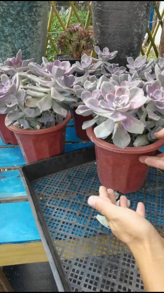 多肉植物,多肉老桩怎么来的?多肉植物