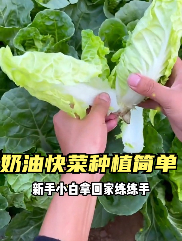 春夏季遇到这菜别放过,一斤等于20个鸡蛋,包饺子炖肉嘎嘎香!