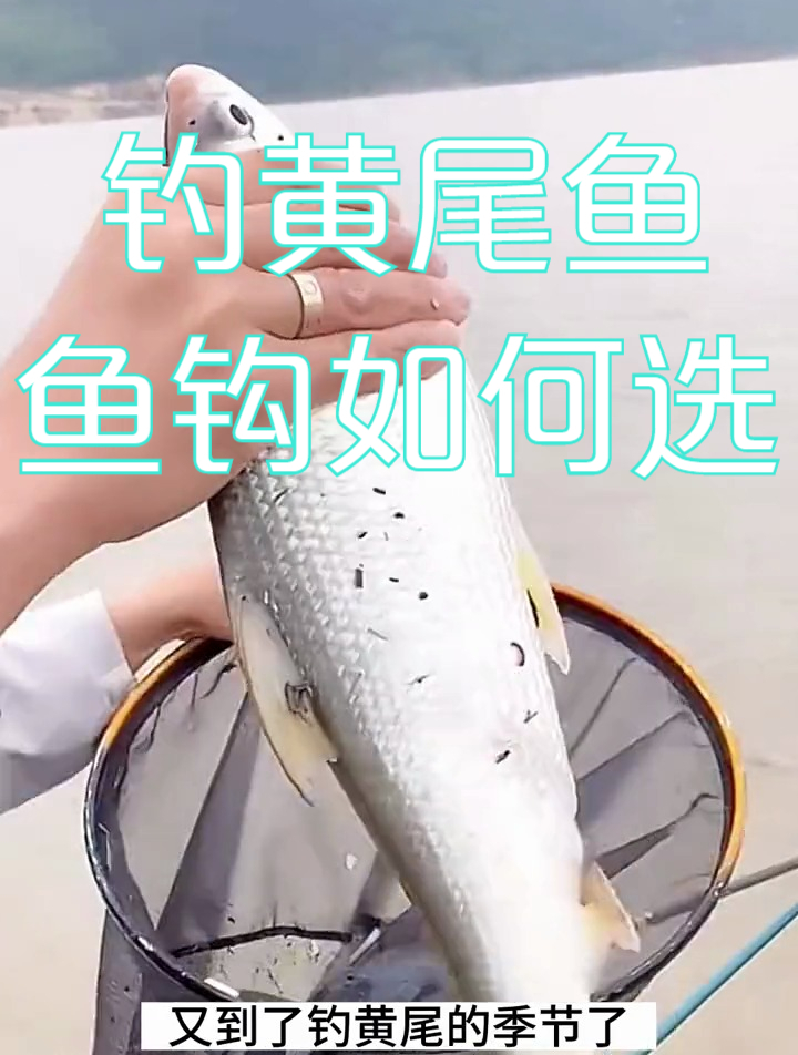 钓黄尾鱼用什么鱼钩?老手分析黄尾鱼嘴型,鱼钩这样选提高中鱼率
