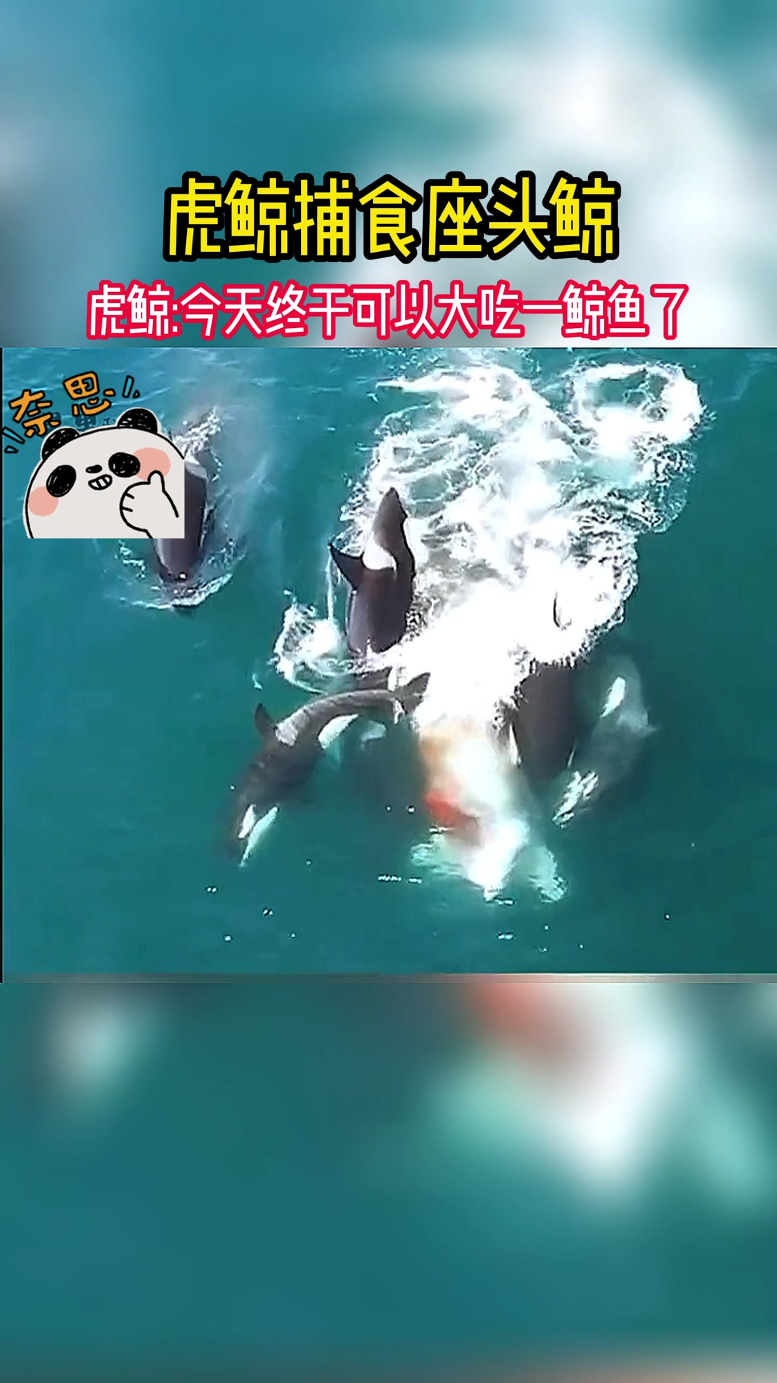 虎鲸捕食座头鲸,虎鲸今天终于可以大吃一鲸鱼了