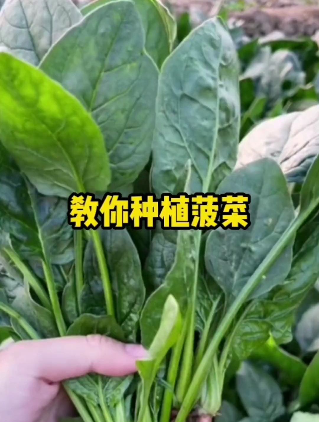 秋冬菠菜种植方法和技巧,三步教会你种出这么好的菠菜!